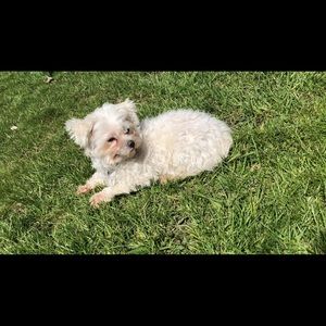 Meet your Posher, Daisy